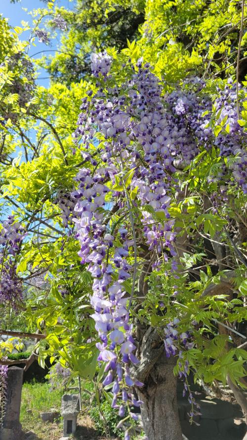 藤の花の開花状況②