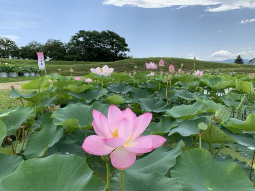 あつかし千年公園