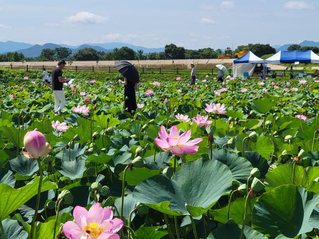 蓮の開花状況